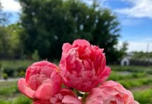 Half Moon Farm peonies