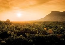 Colorado vineyard landscape