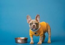 Puppy next to food bowl