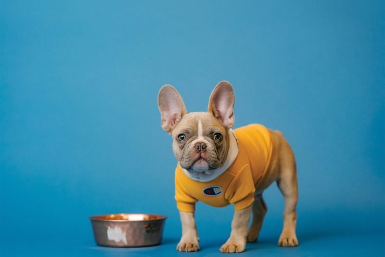 Puppy next to food bowl