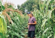 Field of crops at the MASA Seed Foundation
