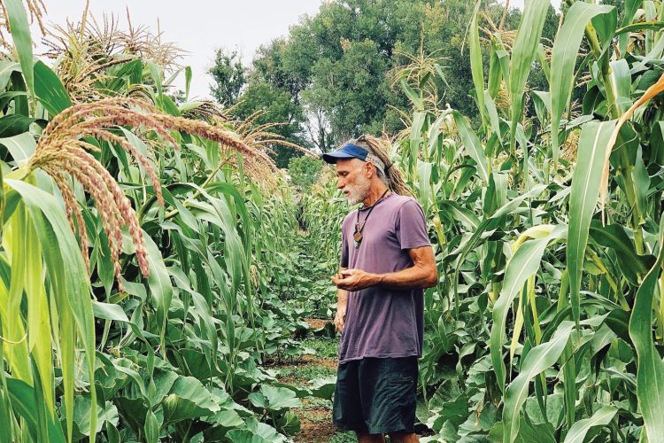 Field of crops at the MASA Seed Foundation