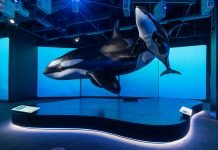 Discover the Fascinating Underwater World of Orcas at the Denver Museum of Nature & Science Life Size Orca Models