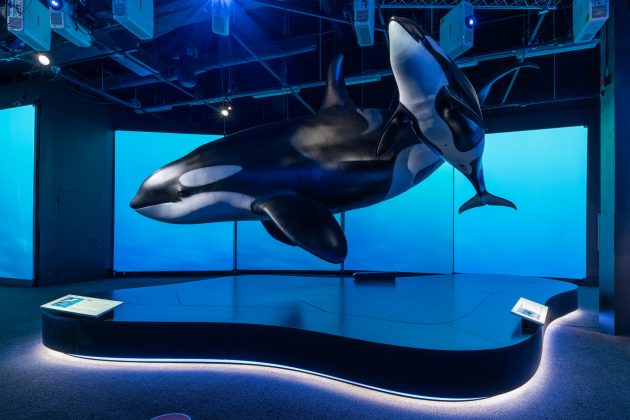 Life Size Orca Models