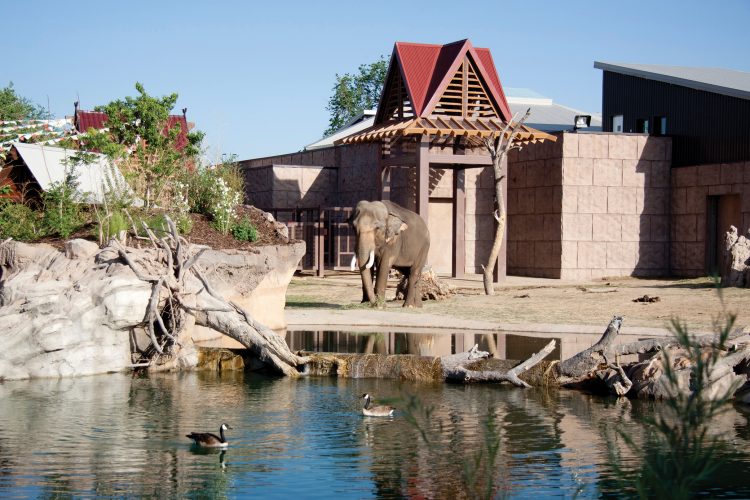 Elephants