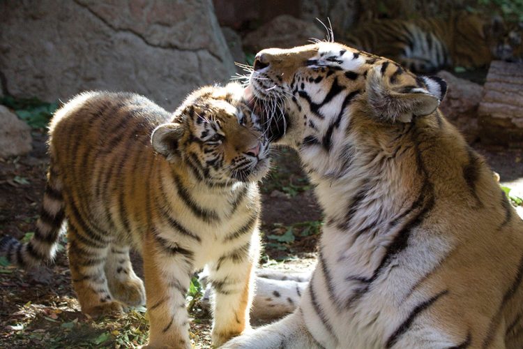 Tigers