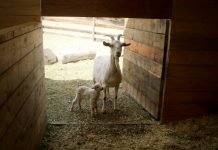 3 Great Ways to Sow Serenity Mountain Goat Lodge