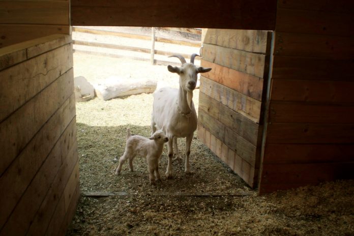 Mountain Goat Lodge