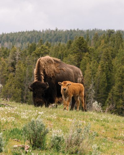 Bison mother and calf