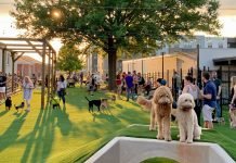 Skiptown: Hot New Spot for Denver Dog Lovers Skiptown
