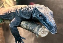 Animals of the Rainforest exhibit