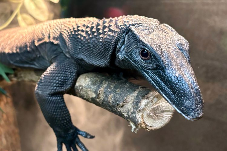 Animals of the Rainforest exhibit