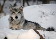 Wolf in snowy forest