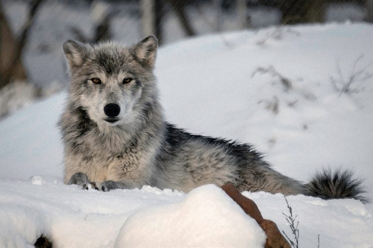 Wolf in snowy forest