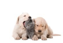 Two puppies and a kitten