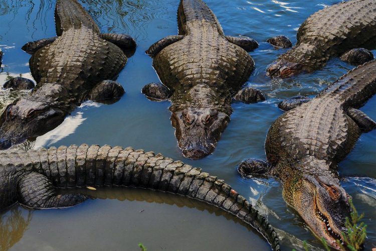 Gators at the Colorado Gator Farm.