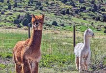 Alpacas at the Smooth Alpaca Farm Experience.