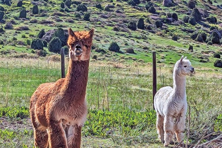 Alpacas at the Smooth Alpaca Farm Experience.