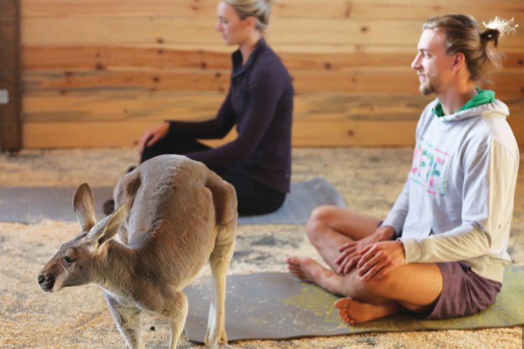 Kangaroo yoga at Kangaroo Ranch.