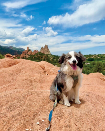 Dog hiking at Red Rocks.