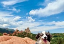 Dog hiking at Garden of the Gods.