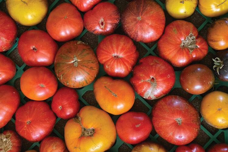 Tomatoes from Wild Mountain Seeds.
