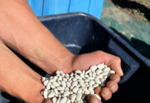 The Secret to Thriving Gardens in Colorado’s Tough Climate A handful of seeds from Wild Mountain Seeds.