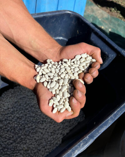 A handful of seeds from Wild Mountain Seeds.