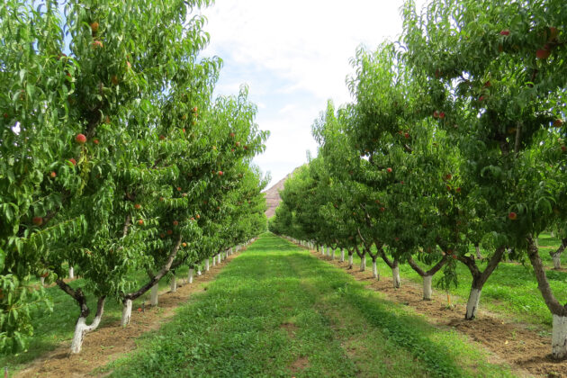 Orchard trees in Bloom at Honey Rock Landing.