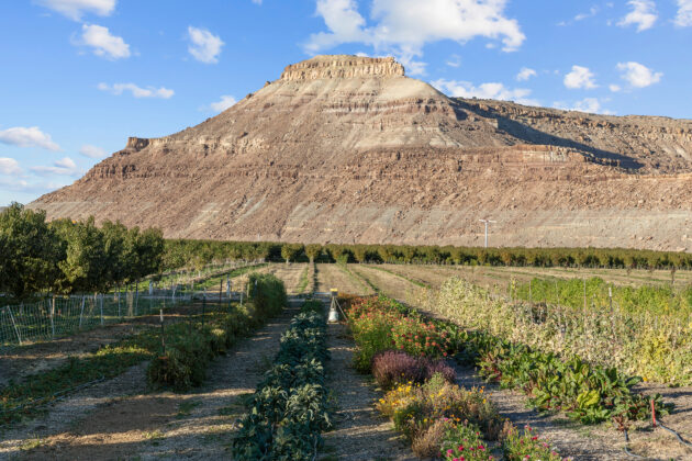 Rows of vegetables and fruit trees at Honey Rock Landing.