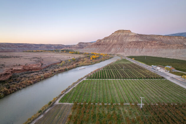 Honey Rock Landing orchard rows from above.