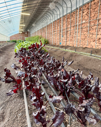 Inside the greenhouse at Honey Rock Landing.