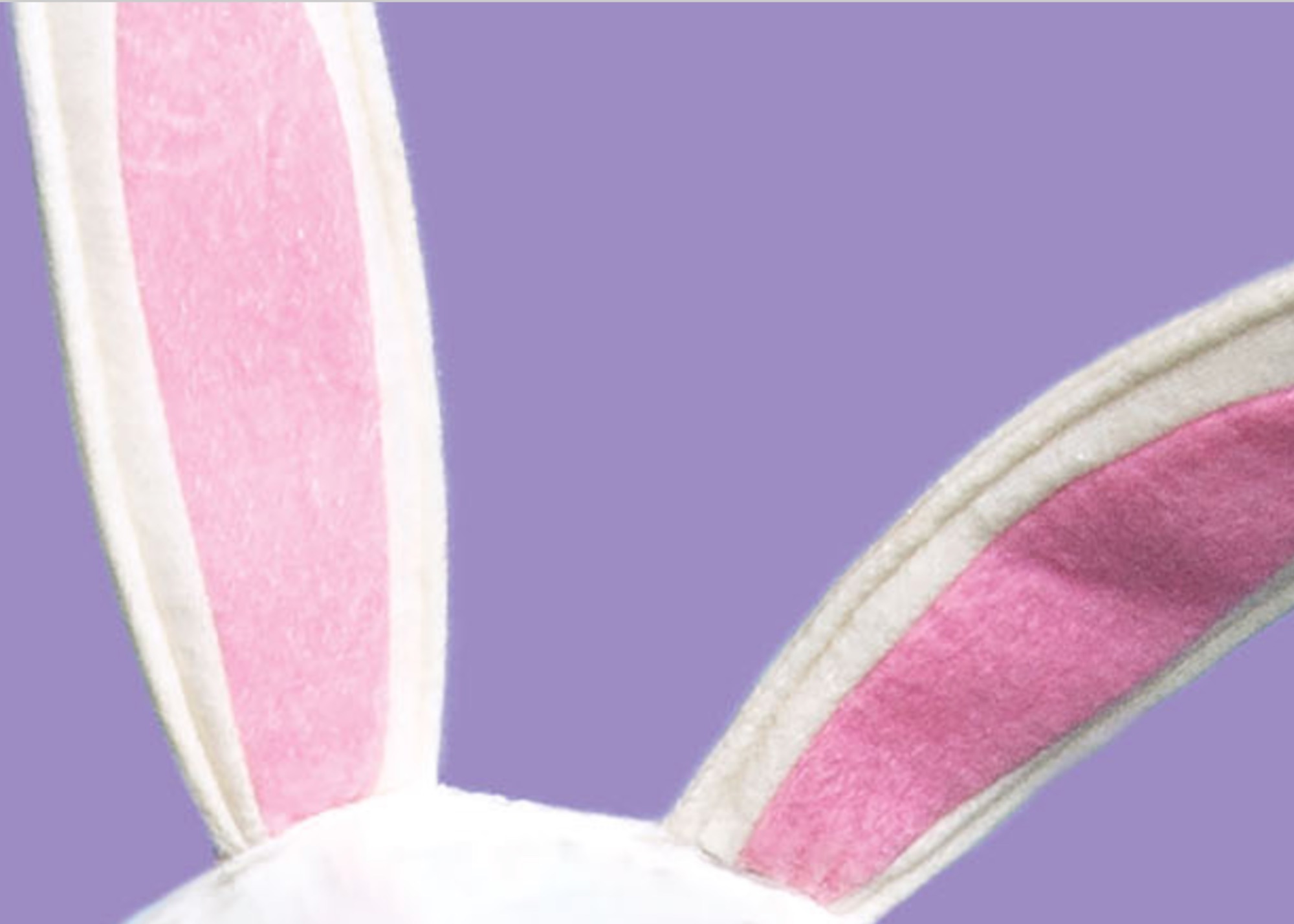 Close-up of pink and white bunny ears against a pastel purple background.