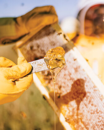 Hive with honey at Bj&ouml;rn&rsquo;s Colorado Honey.