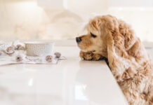 Meet the Boulder Company Bringing Clean Ingredients to Dog Treats Dog sniffs treats from Lord Jameson.