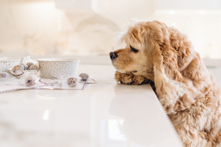 Dog sniffs treats from Lord Jameson.