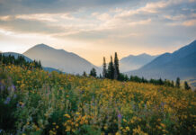 Wildflowers cover the mountains of Crested Butte.
