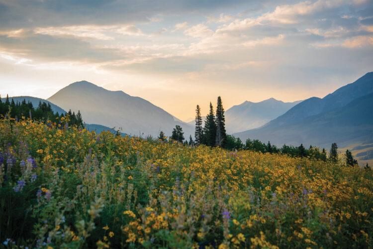 Wildflowers cover the mountains of Crested Butte.