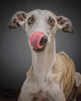 Dog licks its lips in a photo by Fetch Photo Truck.