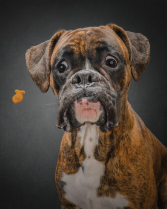 Dog with wide eyes as a treat is thrown to him in a photo by Fetch Photo Truck.