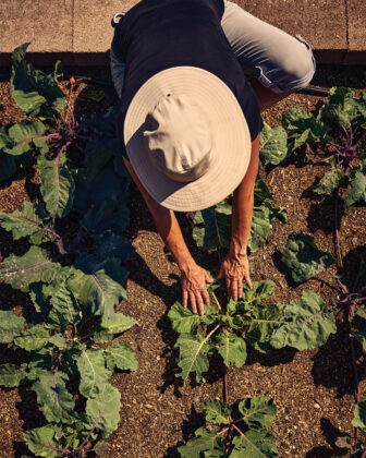 Someone harvests vegetables from the garden in the 2026 Colorado Chefs feature.
