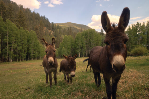 Three donkeys in a field at at Tumbling River Ranch.
