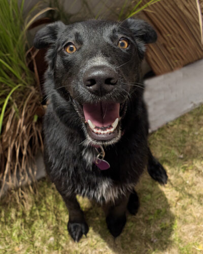 Happy black dog with amber eyes looking up at the camera while sitting outdoors in the grass.