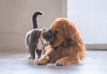 Gray-and-white cat affectionately nuzzling a golden retriever resting on the floor.