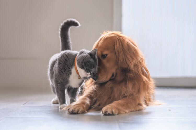 Gray-and-white cat affectionately nuzzling a golden retriever resting on the floor.