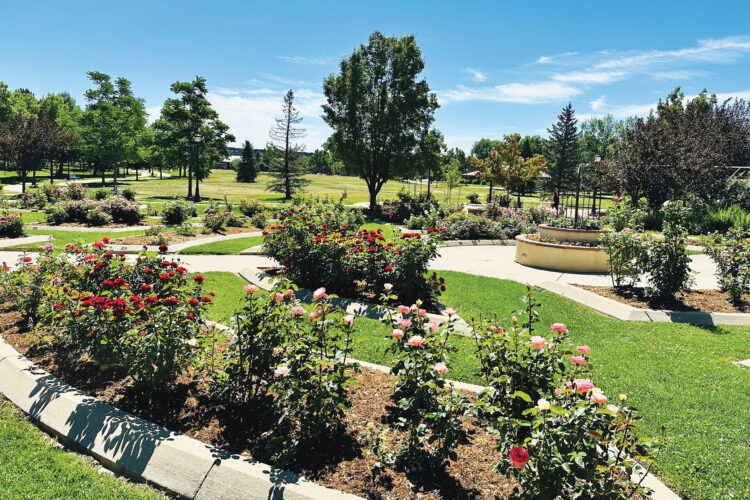 Blooming rose beds and walking paths at Roosevelt Park in Longmont.